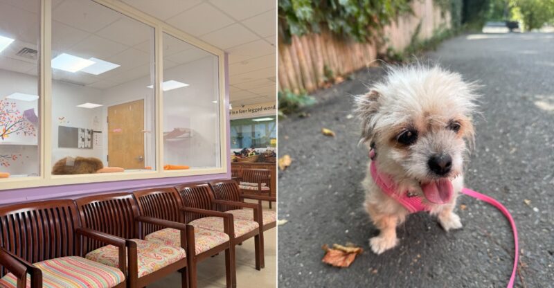 This Connecticut Animal Shelter Gives Abandoned And Senior Dogs A Second Chance At A Loving Home