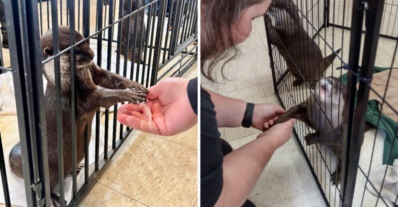 This North Carolina Safari Lets You Hold Hands With Tiny Otters, And They Might Even High Five You