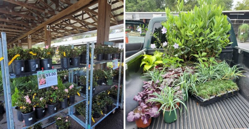 Plant Lovers Are Flocking To This Georgia Nursery For Its Huge Selection And Great Deals