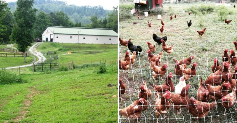 This Kentucky Farm Lets You Stock Up On Dry-Aged Beef, Pasture-Raised Pork And Chicken Straight From The Source