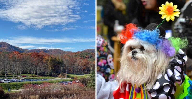 This North Carolina Halloween Festival Lets Your Dog Go Trick-Or-Treating, And It Might Be The Cutest Thing This October