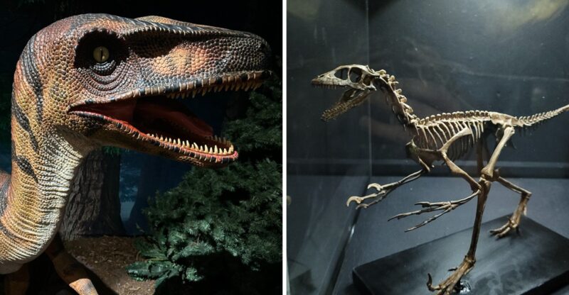 This North Carolina Museum Just Opened A Massive Dinosaur Hall With 14 Full Scale Skeletons