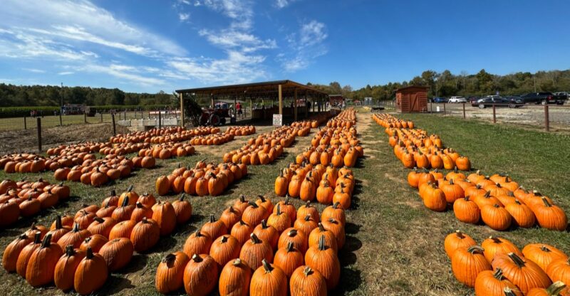 This Georgia Pumpkin Farm Turns Into A Haunted Fall Adventure With Corn Mazes And Spooky Nighttime Fun